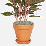 Aglaonema Siam Plant In Beautiful Pot