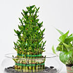 5 Layer Lucky Bamboo With Money Plant