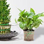 5 Layer Lucky Bamboo With Money Plant