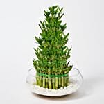 5 layer Big Lucky Bamboo In Glass Bowl