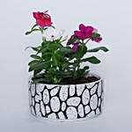 Vinca Plant in Ceramic Pot