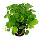 Brahmi Plant Pot