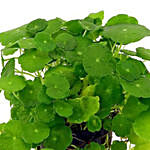 Brahmi Plant Pot