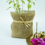 Tulsi Plant and Pooja Thali