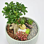 Beautiful Bonsai Dish Garden