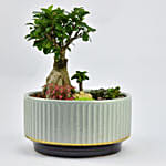 Beautiful Bonsai Dish Garden