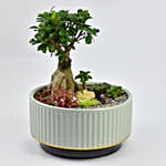 Beautiful Bonsai Dish Garden