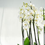 8 Stems White Holland Orchid in Groove Planter