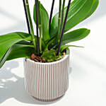 8 Stems White Holland Orchid in Groove Planter