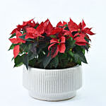 Poinsettia Grandeur