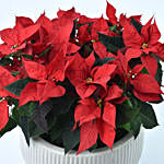 Poinsettia Grandeur