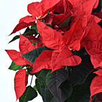 Poinsettia Grandeur