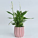 Peace Lily in Premium Planter