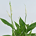 Peace Lily in Premium Planter