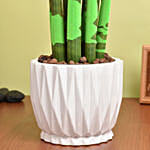 Sansevieria Cylindrica Plant Green