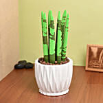 Sansevieria Cylindrica Plant Green