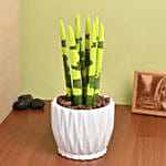 Sansevieria Cylindrica Yellow Plant