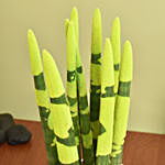 Sansevieria Cylindrica Yellow Plant