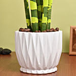 Sansevieria Cylindrica Yellow Plant