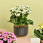 Set of 4 Kalanchoe Plants