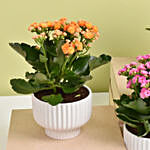 Set of 4 Kalanchoe Plants