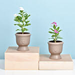 Set of Two Vinca Plants in Ceramic Planter 1