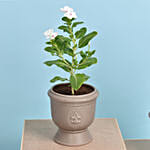 Set of Two Vinca Plants in Ceramic Planter 1