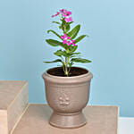 Set of Two Vinca Plants in Ceramic Planter 1