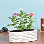 Three Vinca Plants in Beautiful Pot