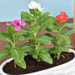 Three Vinca Plants in Beautiful Pot