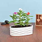 Three Vinca Plants in Beautiful Pot