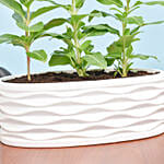 Three Vinca Plants in Beautiful Pot