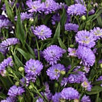 September Birthday Aster Flowers Bouquet