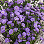 September Birthday Aster Flowers Bouquet with Cake