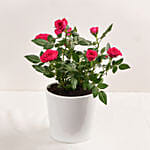 Red Rose Plant in White Pot