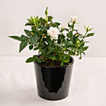 White Rose Plant in Black Pot