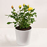 Yellow Rose Plant in White Pot