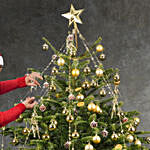 7 to 8 Fresh Christmas Tree With Golden Decoration