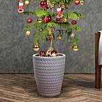 Araucaria Plant With Christmas Dcor