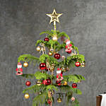 Araucaria Plant With Christmas Dcor