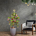 Araucaria Plant With Christmas Dcor