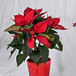 Poinsettia in Red Planter With Log Cake