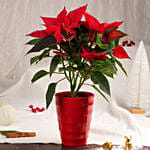 Poinsettia in Red Planter