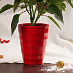 Poinsettia in Red Planter