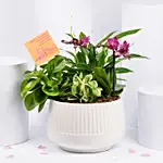Plants Garden with Mini Orchid Plant
