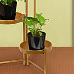 Plant Stand of Air Purifying Plants