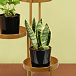 Low Maintenace Plant Decor Stand