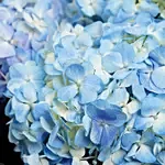 Blue Hydrangea Bouquet