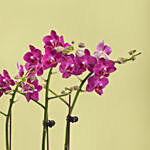 4 Stems Small Purple Orchid Plant In Premium Gold Pot