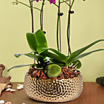 4 Stems Small Purple Orchid Plant In Premium Gold Pot
